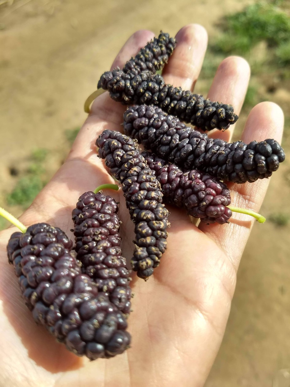An outstretched hand offering juicy dark purple mulberries.