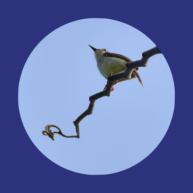 Testimonial Image
