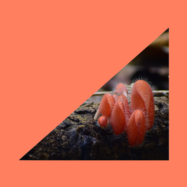 Pink Fungi framed in a triangle