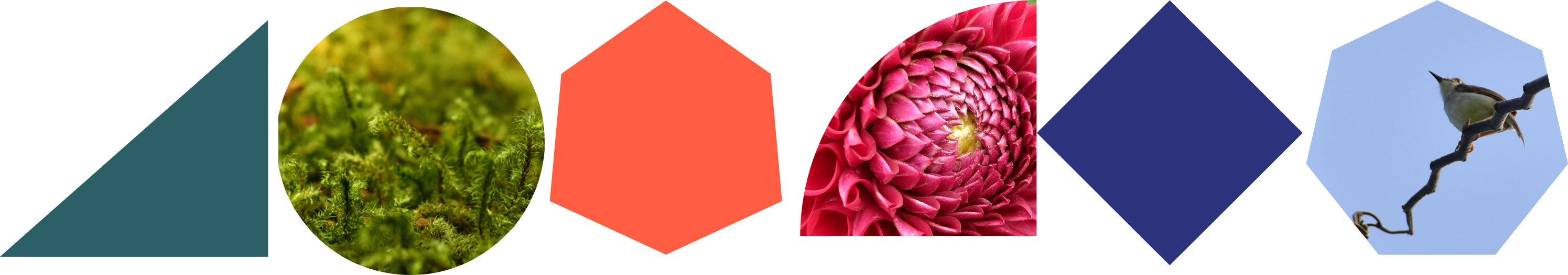 Row of geometric shapes, including three with photos of images from the natural world.