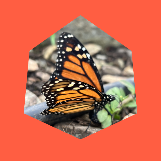 Monarch butterfly framed in a hexagon