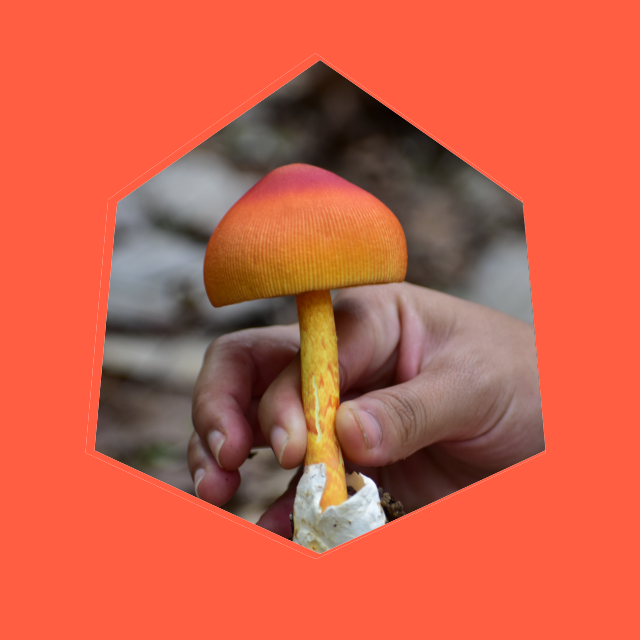 Testimonial Image