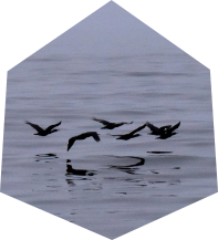 Birds Flying in Formation