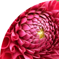 Geometric shape with a red dahlia inside