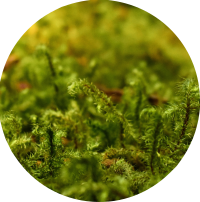 Geometric shape with a green moss inside